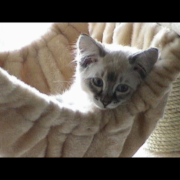 Meet your Posher, Rebecca - Picture 4 of 7